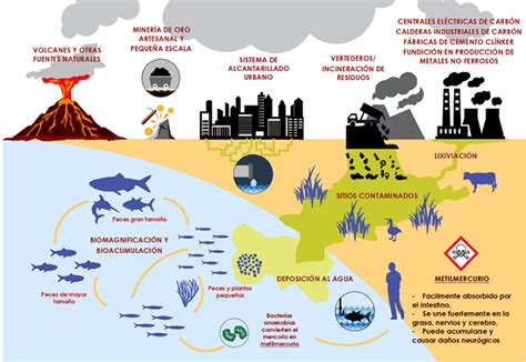 Esquema del ciclo del mercurio en el ambiente marino y su bioacumulación en los peces