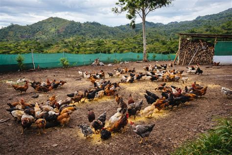 Campo de cultivo de vegetales y gallinas criollas en un entorno rural