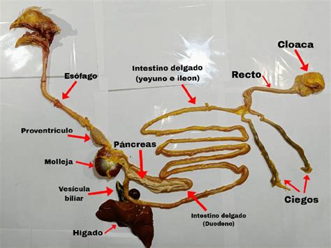 Anatomía simplificada del sistema digestivo de un pollo, destacando la ubicación y función del buche.