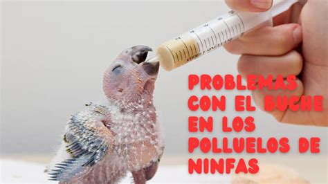 Ilustración mostrando un pollo con el buche visiblemente hinchado y caído.