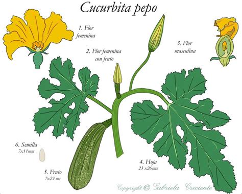 Ilustración botánica detallada de la planta de Cucurbita ficifolia, mostrando tallos, hojas, flores y frutos.
