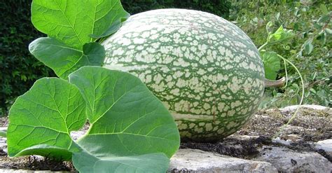 Fotografía de frutos de Cucurbita ficifolia de diferentes tamaños y patrones de color, mostrando la cáscara rígida.