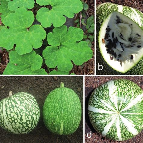 Comparativa visual de las hojas de Cucurbita ficifolia con las de otras especies de Cucurbita para resaltar las similitudes con la hoja de higuera.