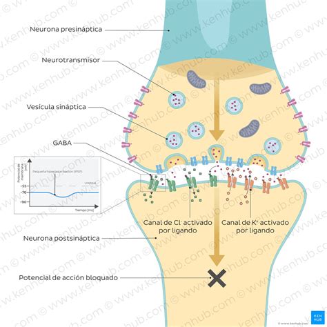 Esquema simplificado de la síntesis y función del neurotransmisor GABA en una sinapsis neuronal, mostrando la conversión de glutamato y la interacción con receptores.