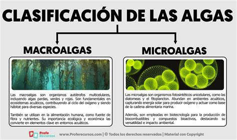 Esquema de la clasificación de las macroalgas