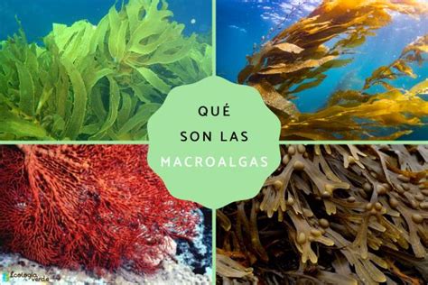 Platillos preparados con macroalgas como sushi o ensaladas