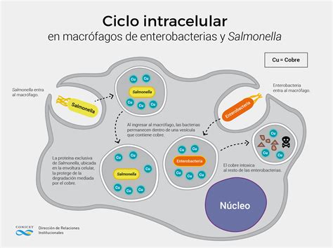 Esquema de la bacteria Salmonella y su interacción con el sistema digestivo