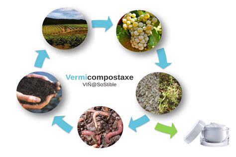 Esquema ilustrativo del proceso de vermicompostaje: desde la materia orgánica hasta la obtención del humus