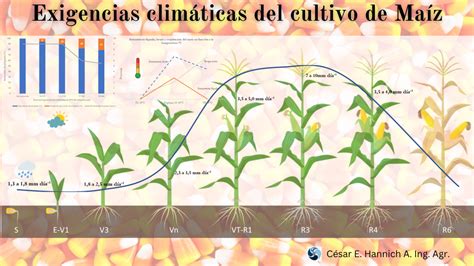 Esquema de las necesidades climáticas del maíz (temperatura, luz solar, precipitación)