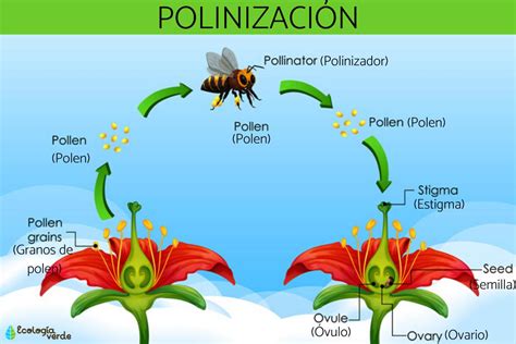 Esquema visual del proceso de polinización del maíz.