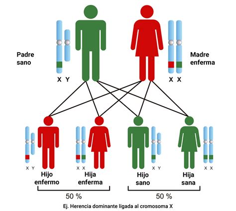 Esquema que muestra la herencia del gen crema: pelajes básicos vs. dilución simple y doble.