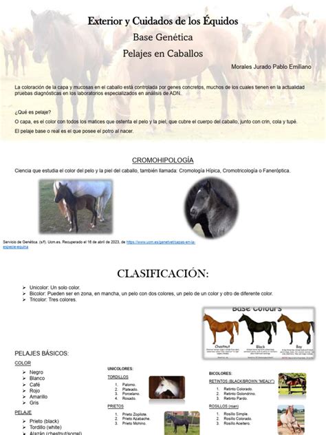 Fotografía comparativa de diferentes pelajes equinos diluidos por el gen crema.
