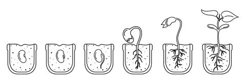 Ilustración detallada de las tres fases de la germinación de una semilla, mostrando la imbibición, la aparición de la radícula y el crecimiento inicial.