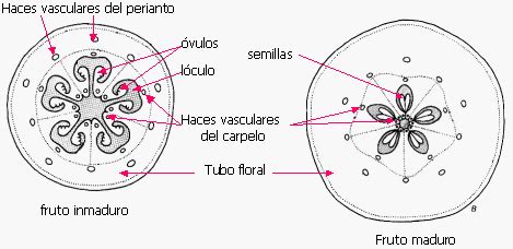 Esquema detallado de la anatomía del fruto y las semillas negras características del rocoto