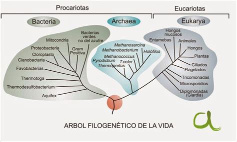 Árbol filogenético multilocus que compara los aislados de Francisella de salmón del Atlántico con otras Francisellas utilizando secuencias de genes constitutivos (sdhA, fopA, lpnB, groEL y rpoB).