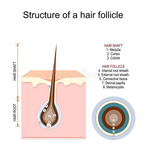 Ilustración de una cebolla con un folículo capilar estilizado