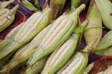 Choclos blancos andinos en contraste con maíz amarillo dulce