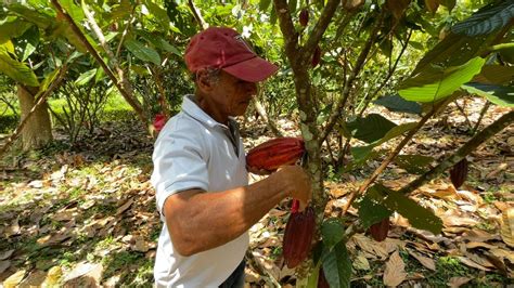 fotografía de agricultores trabajando en un campo de cacao