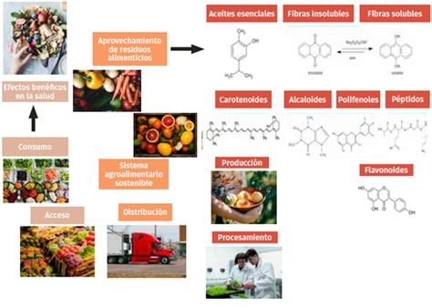 Esquema nutricional detallado de la cebolla: desglose de vitaminas, minerales y compuestos bioactivos como la quercetina.