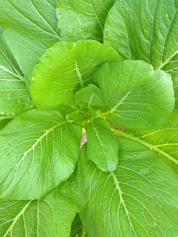 Hojas frescas de mostaza con tonos verdes y morados