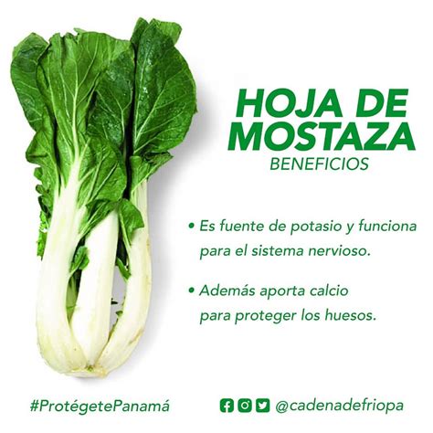 Infografía: Beneficios de las hojas de mostaza para la salud (antioxidantes, vitaminas, inmunidad)