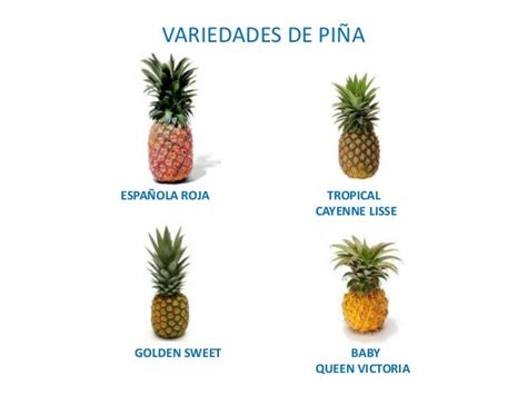 Comparación de diferentes variedades de piña: Cayena, Española Roja, Cabezona y Piña Blanca