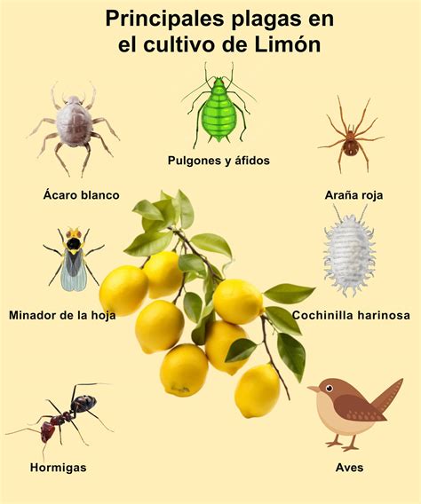 Ilustración de las plagas más comunes que afectan el cultivo de la piña