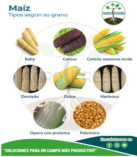 Comparación visual de granos de maíz duro, dentado y harinoso, destacando sus diferencias morfológicas.