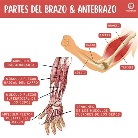 ilustración mostrando el brazo de la batidora sumergido en el fondo del vaso con leche y aceite