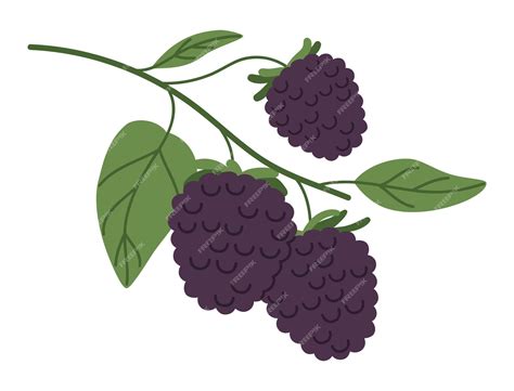 Ilustración de moras frescas y maduras listas para ser recolectadas.