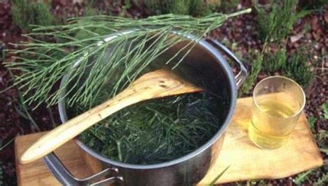 Infografía mostrando los pasos para preparar una decocción de cola de caballo para uso agrícola, incluyendo la recolección de la planta y la dilución del preparado.