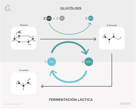 Esquema de producción: desde la selección de harinas y fermentación hasta el moldeado final de la masa de pizza en un entorno controlado.