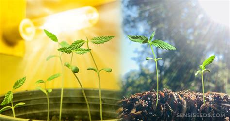 Plantas de ají bajo el sol