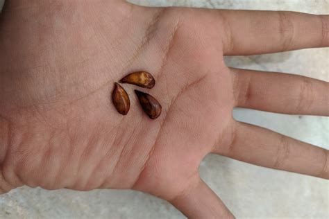 Semillas de ají en remojo