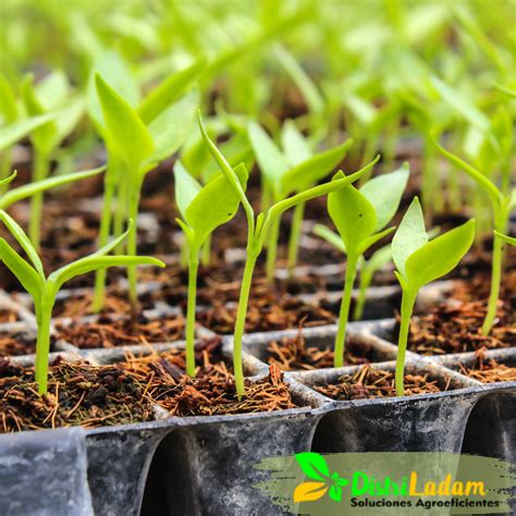 Bandeja de germinación con plántulas de ají