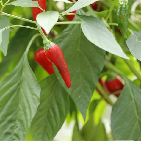 Planta de ají trasplantada en el jardín