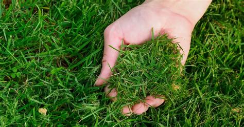 Césped cortado como mantillo alrededor de plantas de ají