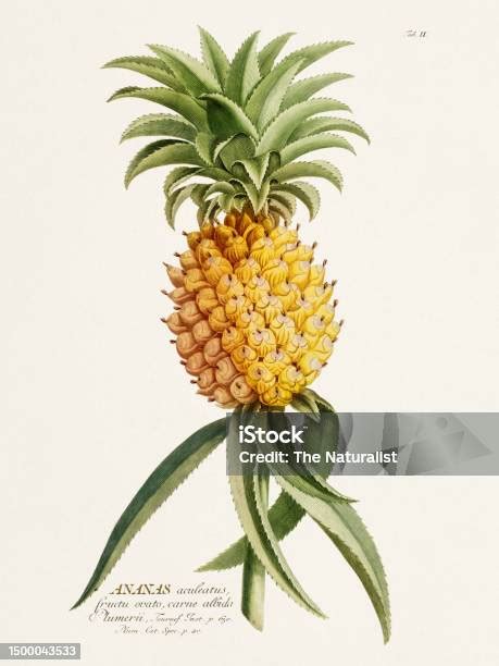 Ilustración botánica de una piña del siglo XVII.