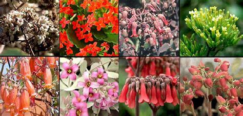 Ilustración de diferentes especies de Kalanchoe con sus nombres científicos y comunes.