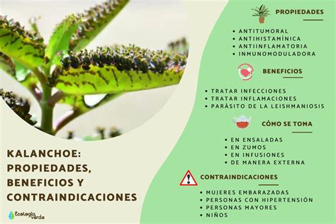 Infografía detallando los principales beneficios medicinales del Kalanchoe.