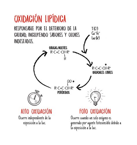 Ilustración esquemática del proceso de oxidación lipídica en la carne, mostrando la acción de los radicales libres sobre lípidos y proteínas.