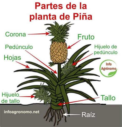 Esquema visual de las partes de una planta de piña: corona, hojas, fruto y sistema radicular.