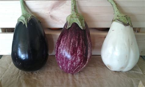 Composición de diferentes tipos de berenjenas: morada, rayada, blanca y tipo manzana