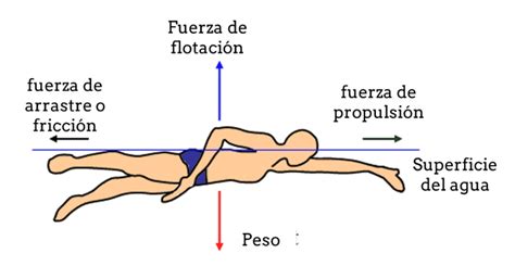 Ilustración de un nadador ejecutando el estilo crol con énfasis en la posición del cuerpo y el movimiento de los brazos.
