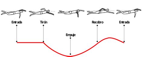 Secuencia ilustrada de las fases de la brazada crol: entrada, extensión, tirón, empuje y recobro.