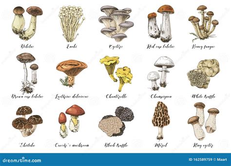 Ilustración variada de hongos comestibles frescos y secos