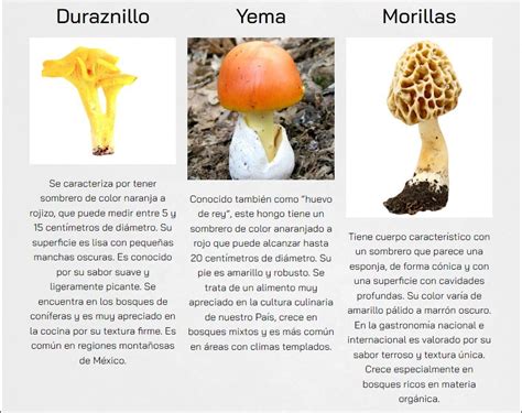 Tabla comparativa de sabores y texturas de diversos hongos comestibles