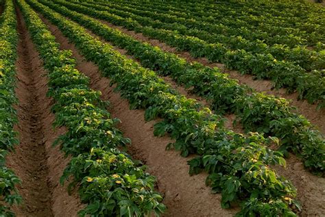Fotografía de una granja familiar con campos de papas bajo un cielo soleado, evocando el origen de Lay's.