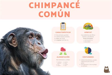 Esquema de las características físicas de un chimpancé, destacando su anatomía y tipo de locomoción (bípeda y cuadrúpeda)