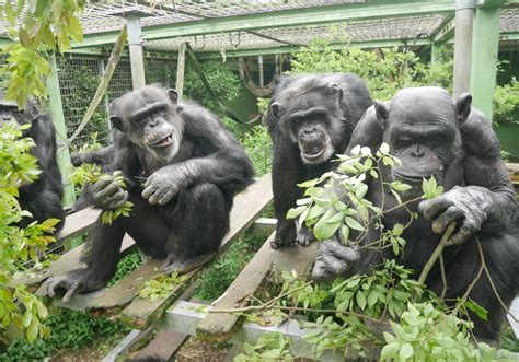 Diseño de un recinto para chimpancés con elementos de enriquecimiento: cuerdas, ramas, plataformas, escondites y comederos interactivos